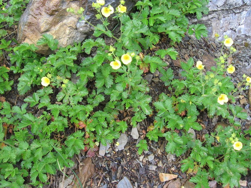 Drymocallis pseudorupestris photo 3