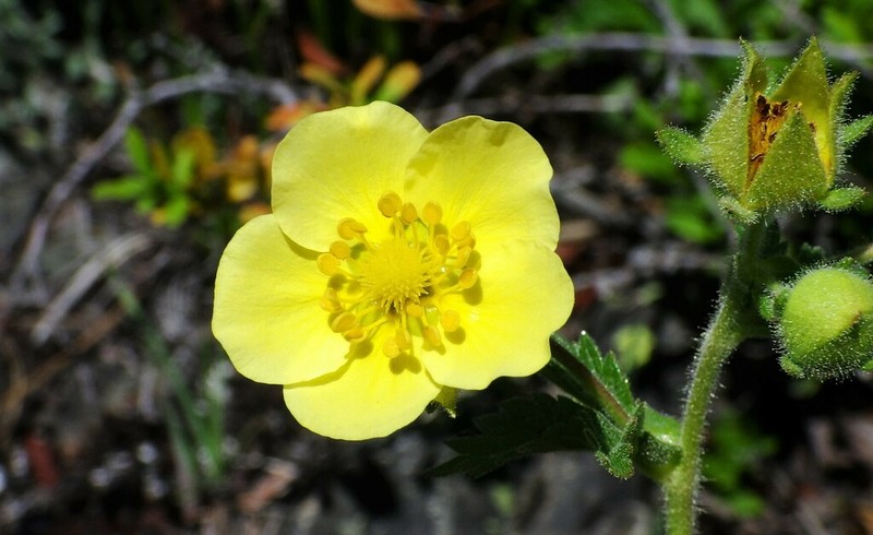 Drymocallis pseudorupestris photo 4