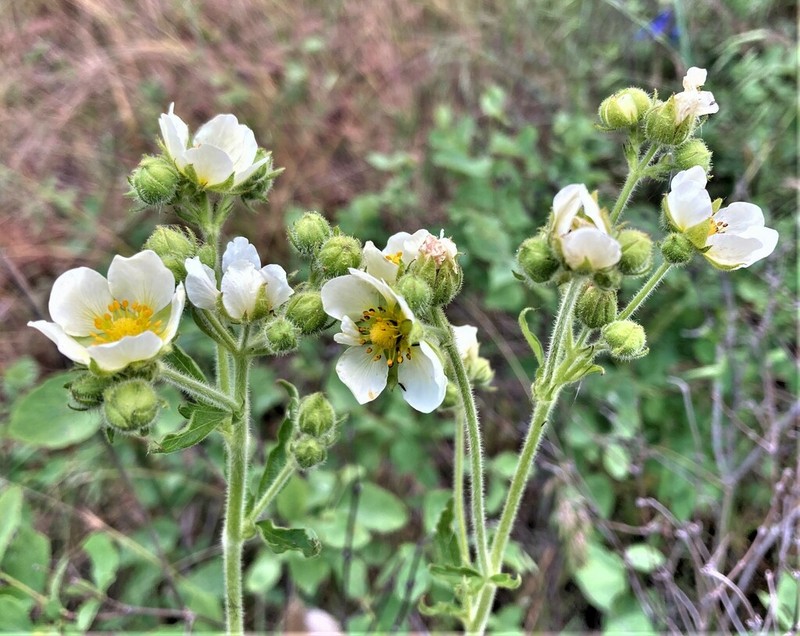 Drymocallis pseudorupestris photo 5