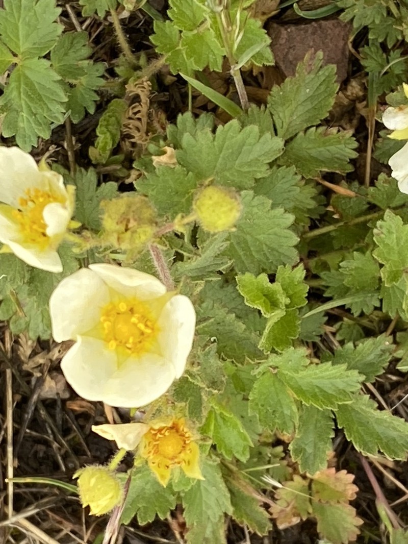 Drymocallis pseudorupestris photo 6