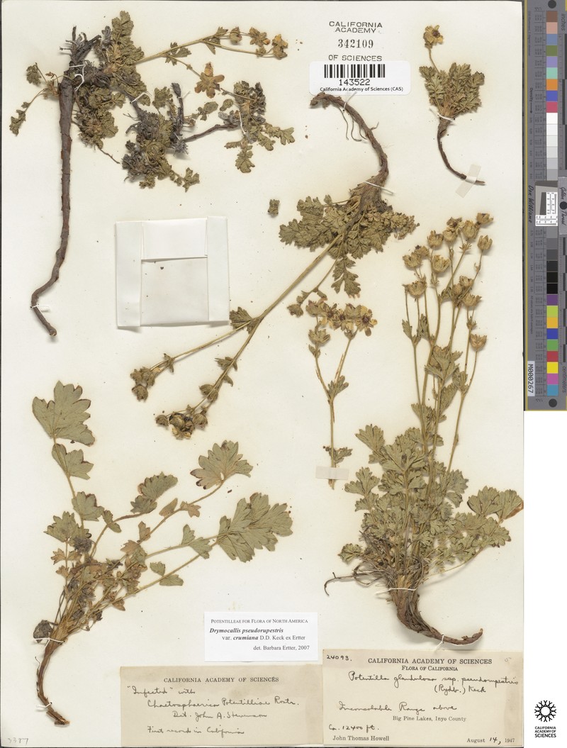 Drymocallis pseudorupestris var. crumiana