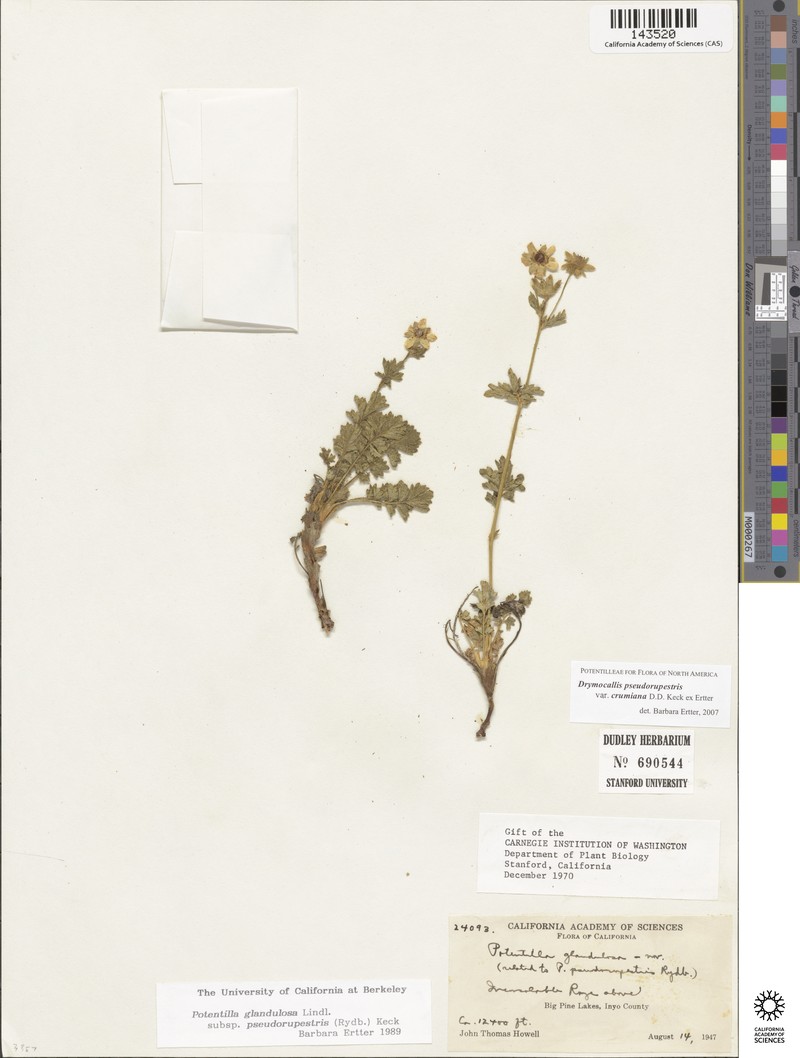 Drymocallis pseudorupestris var. crumiana photo 2