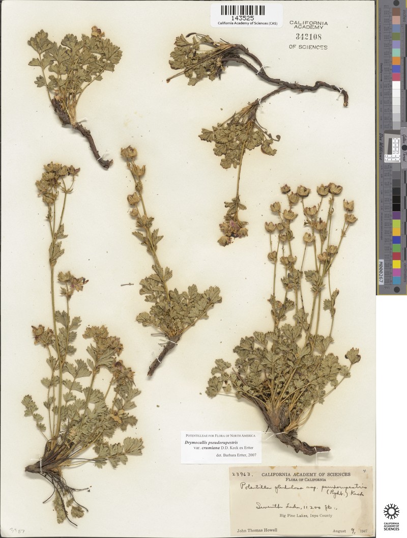Drymocallis pseudorupestris var. crumiana photo 3