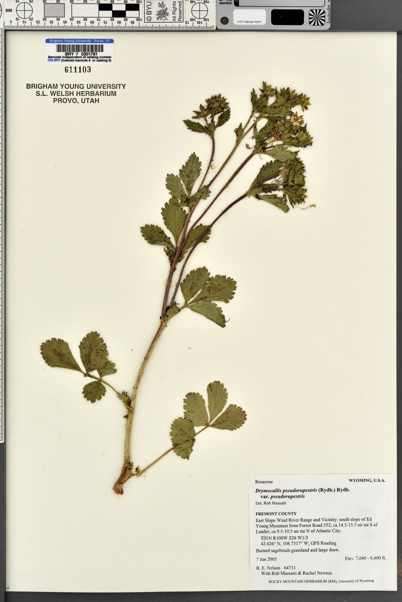 Drymocallis pseudorupestris var. pseudorupestris