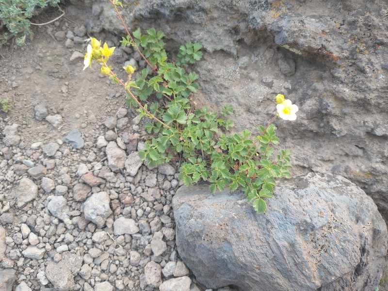 Drymocallis pseudorupestris var. saxicola
