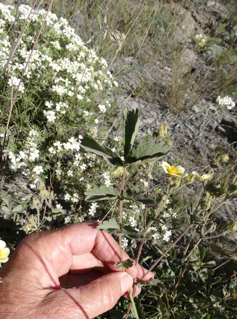 Drymocallis pseudorupestris var. saxicola photo 3