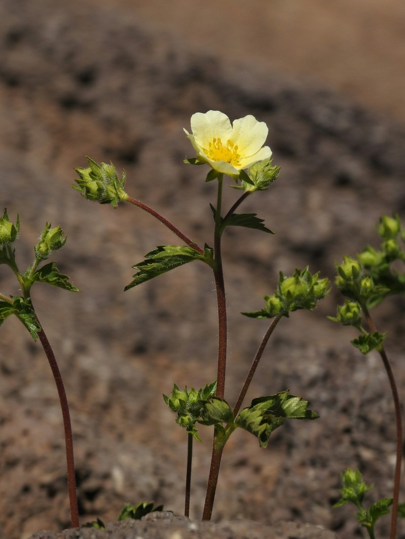 Drymocallis pseudorupestris var. saxicola photo 5