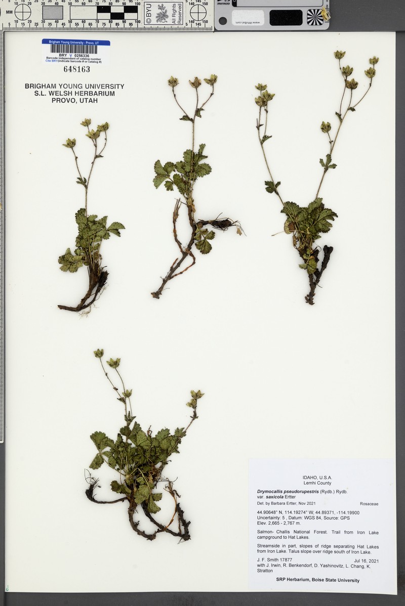 Drymocallis pseudorupestris var. saxicola photo 6