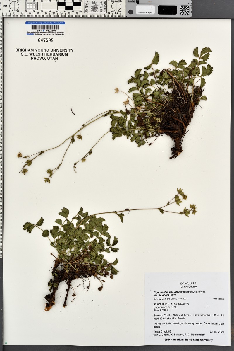 Drymocallis pseudorupestris var. saxicola photo 7