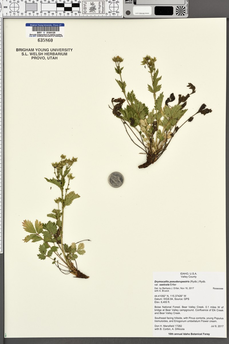 Drymocallis pseudorupestris var. saxicola photo 8