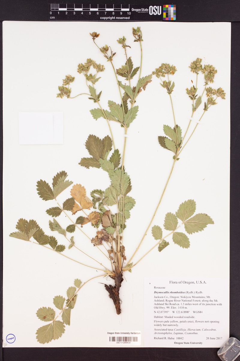 Drymocallis rhomboidea