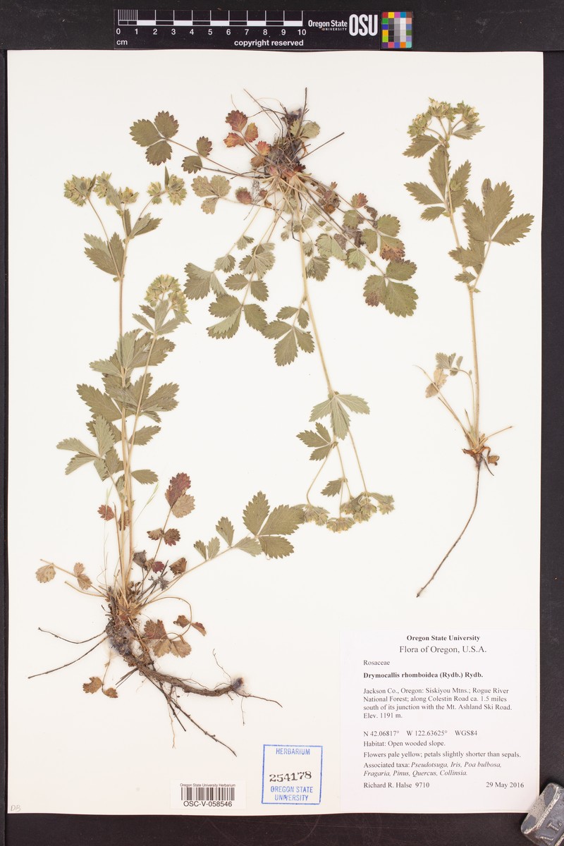 Drymocallis rhomboidea photo 2