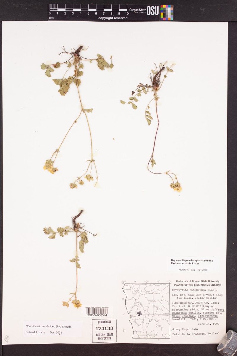 Drymocallis rhomboidea photo 3