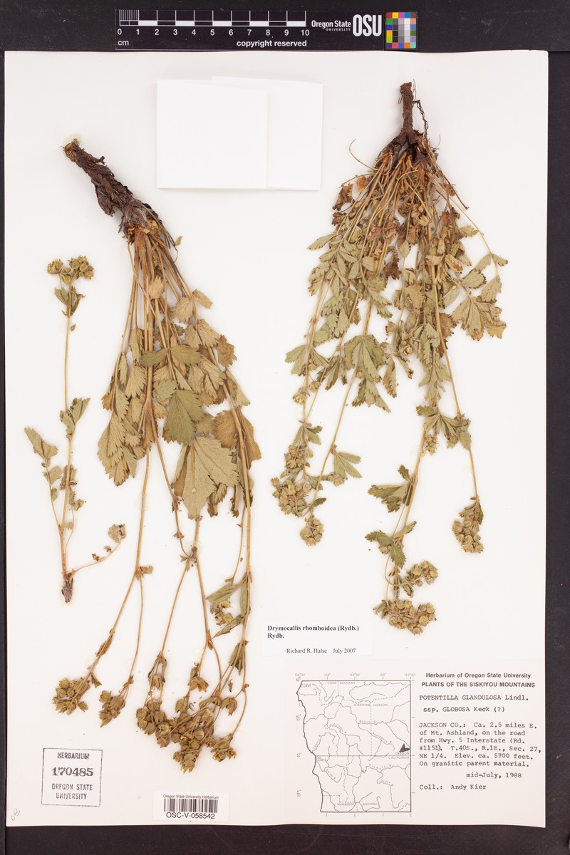 Drymocallis rhomboidea photo 4