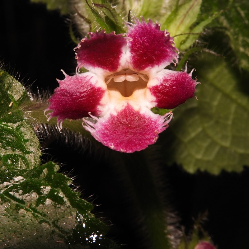 Drymonia croatii