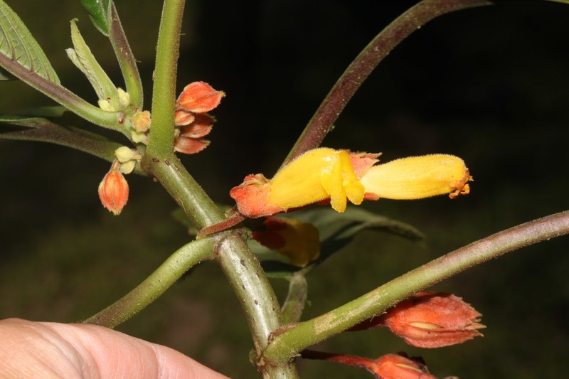 Drymonia cutervoensis