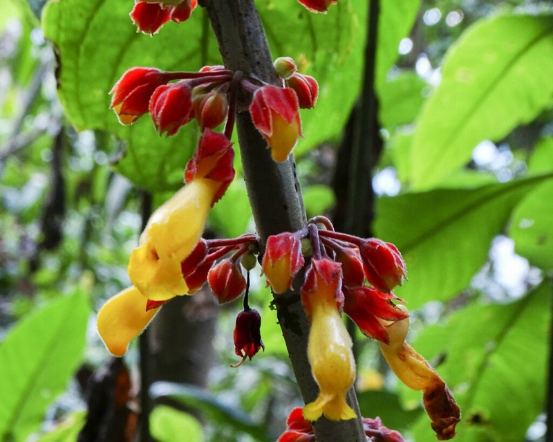 Drymonia cutervoensis photo 3