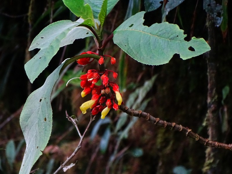 Drymonia cutervoensis photo 4