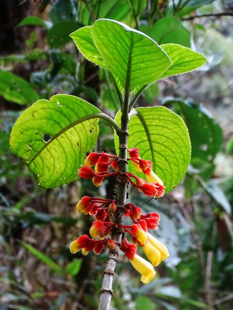 Drymonia cutervoensis photo 6