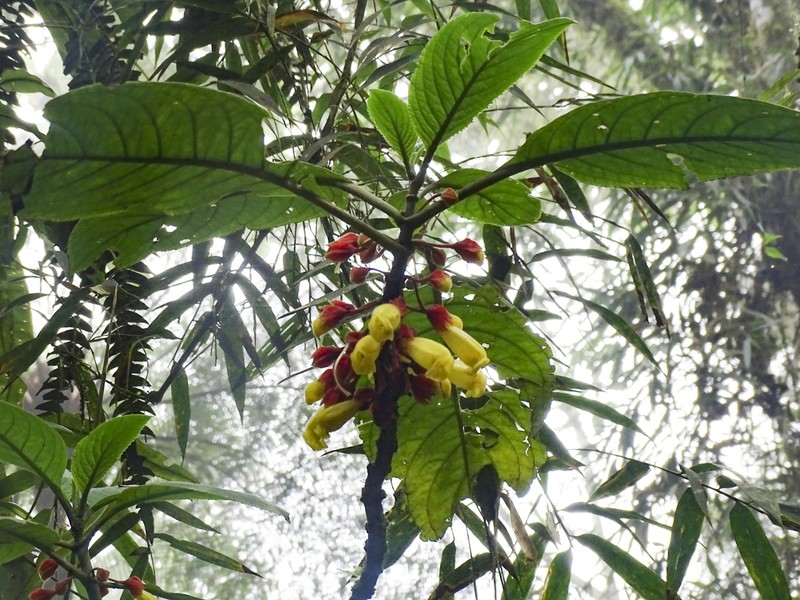 Drymonia cutervoensis photo 7
