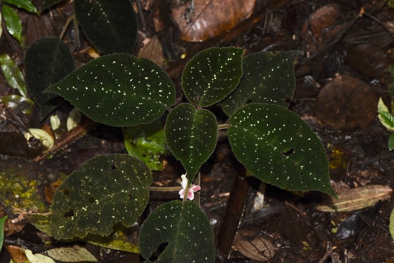 Drymonia droseroides