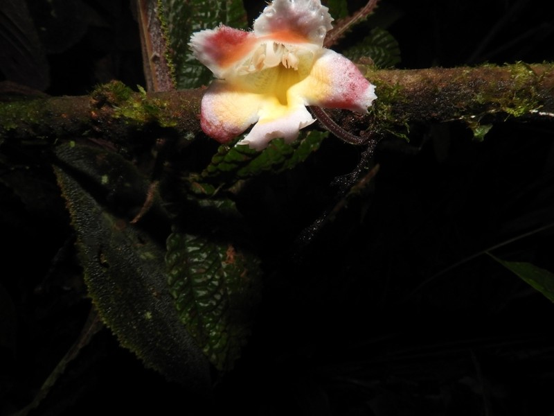 Drymonia droseroides photo 2