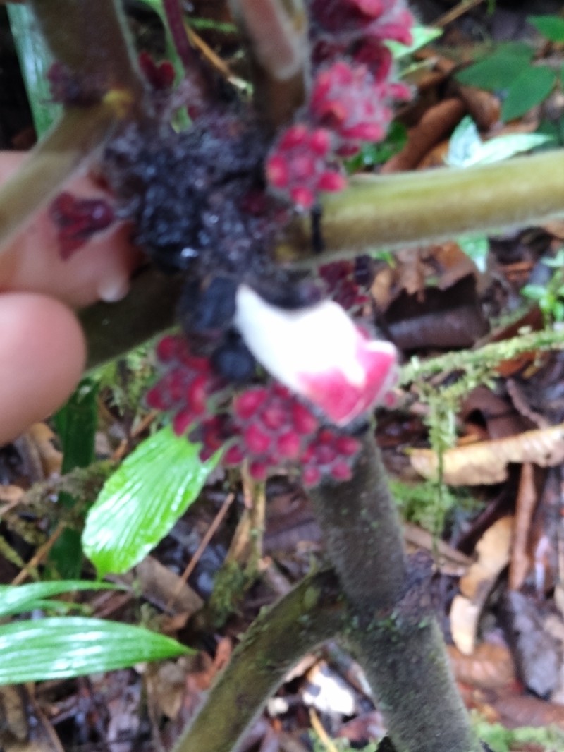 Drymonia droseroides photo 3