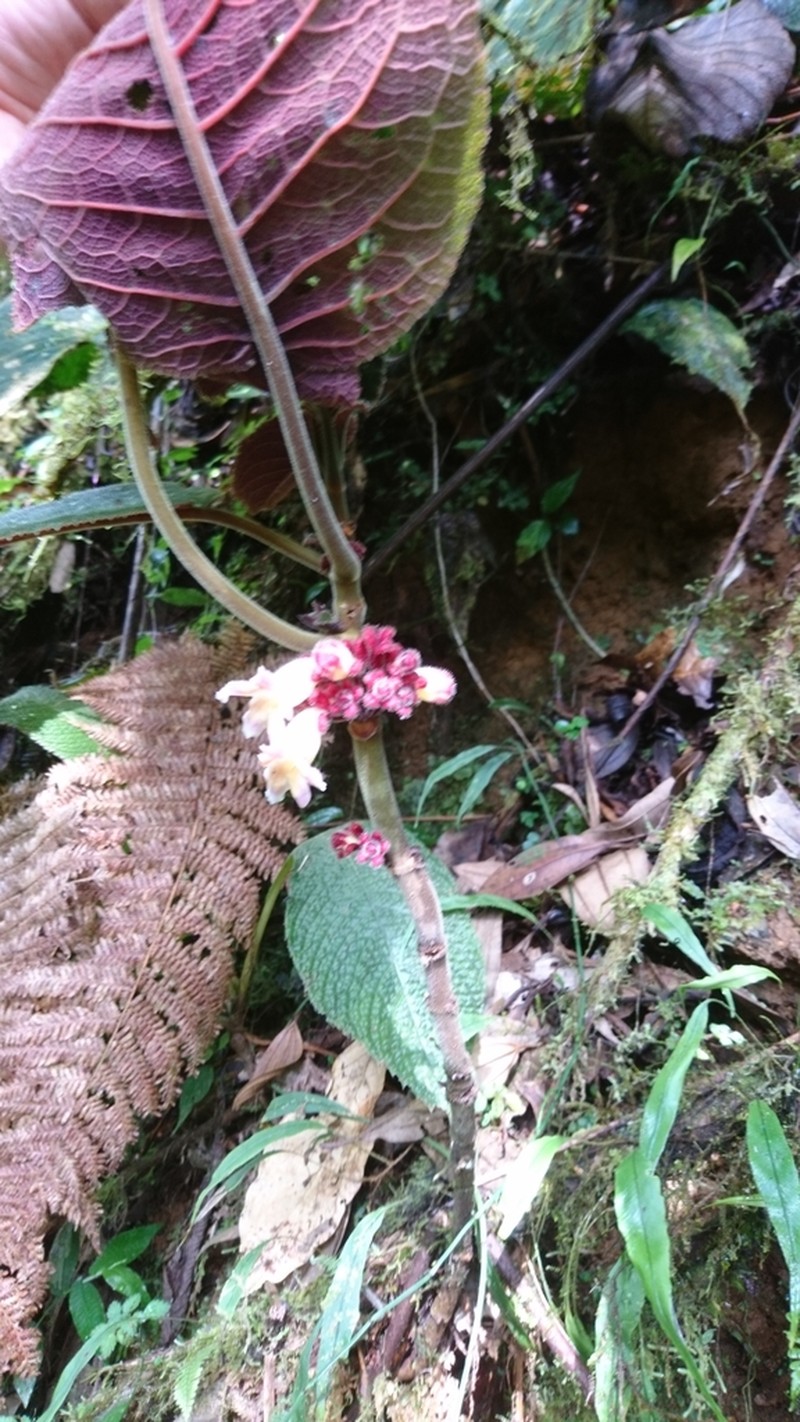 Drymonia droseroides photo 4