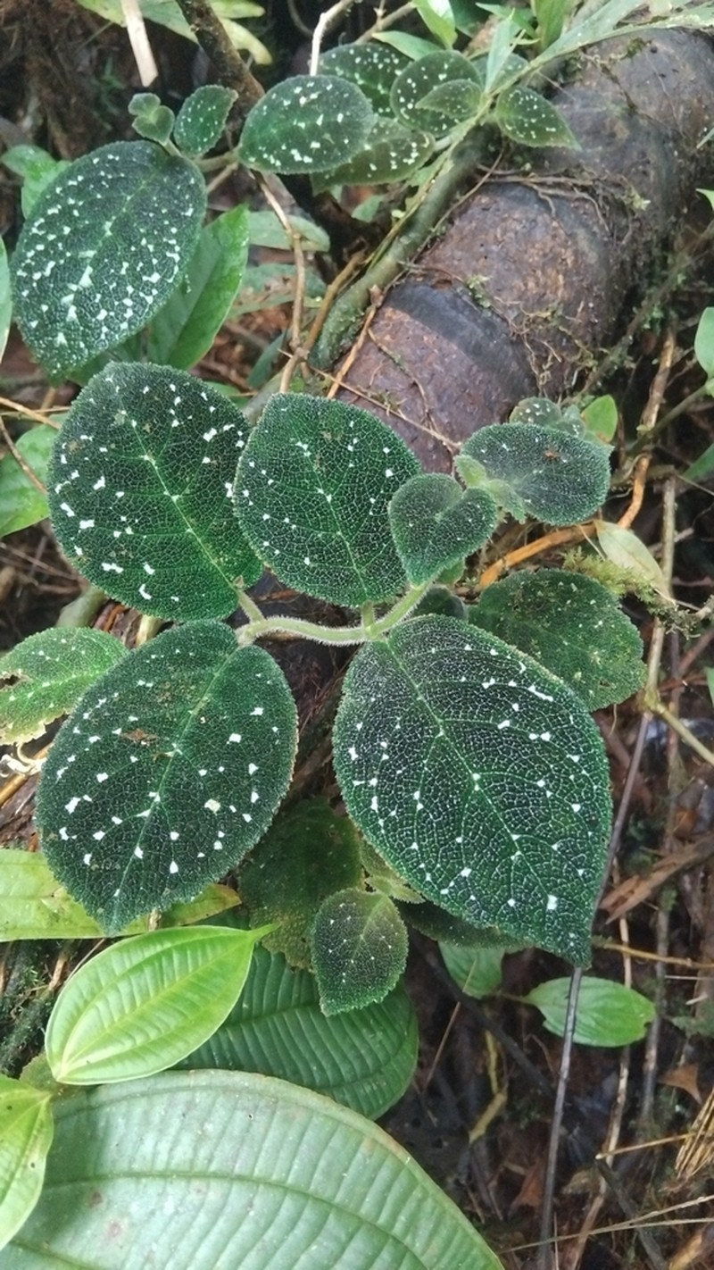 Drymonia droseroides photo 5
