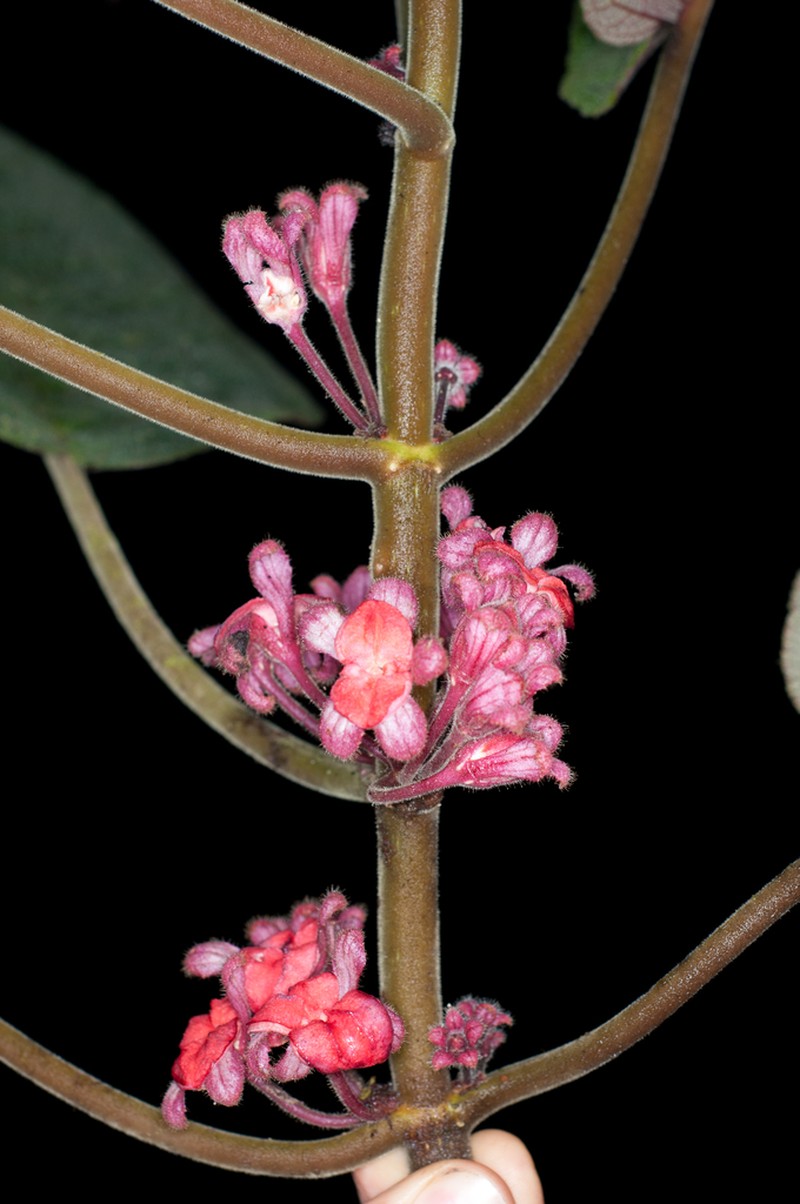 Drymonia droseroides photo 7