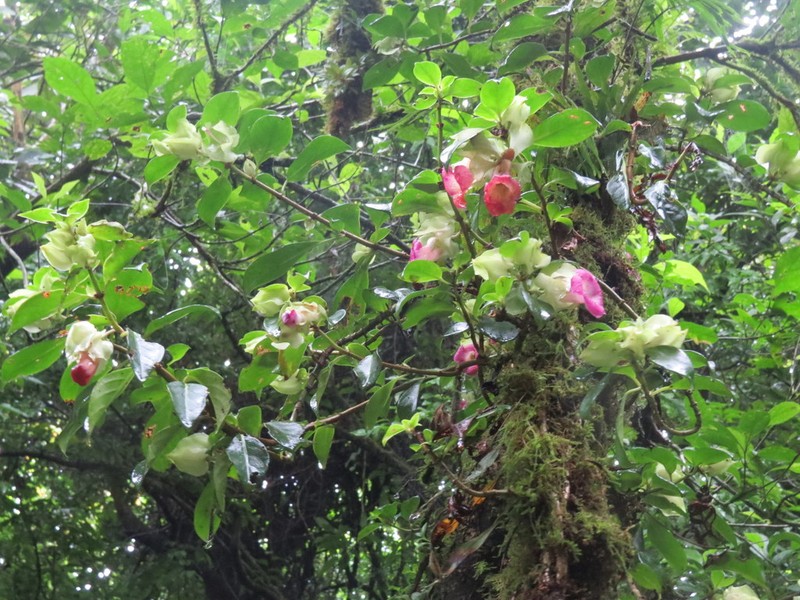 Drymonia mexicana