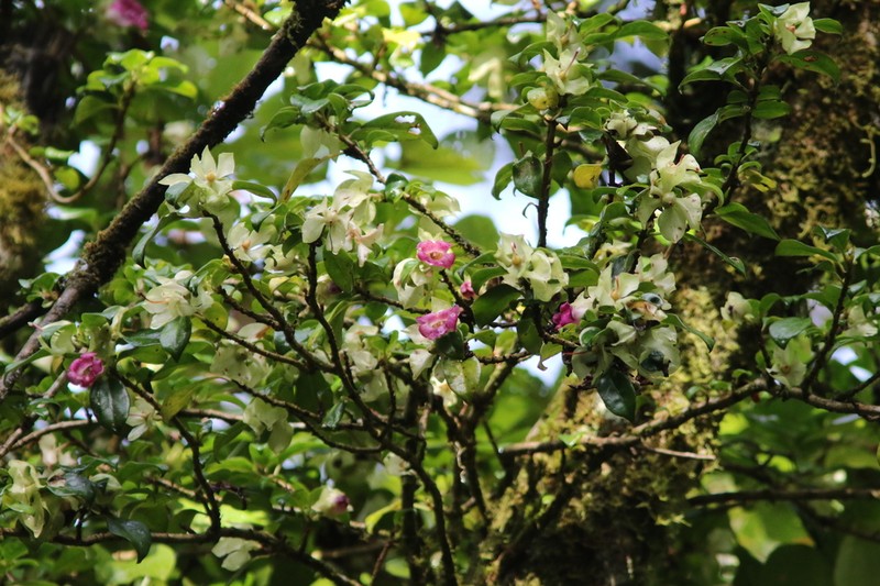 Drymonia mexicana photo 2