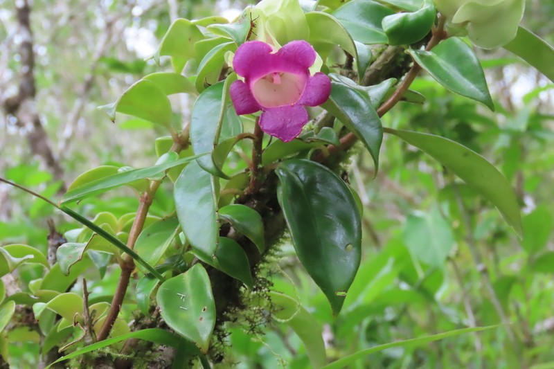 Drymonia mexicana photo 3