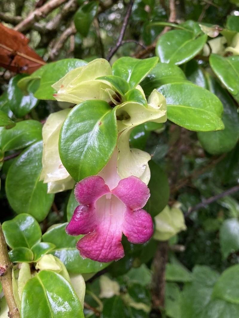 Drymonia mexicana photo 4