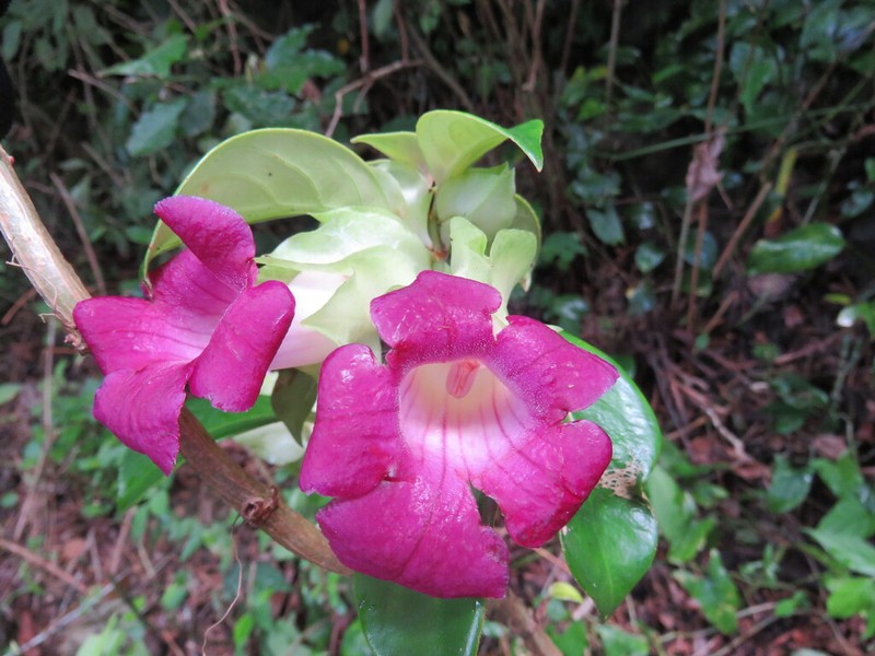 Drymonia mexicana photo 5