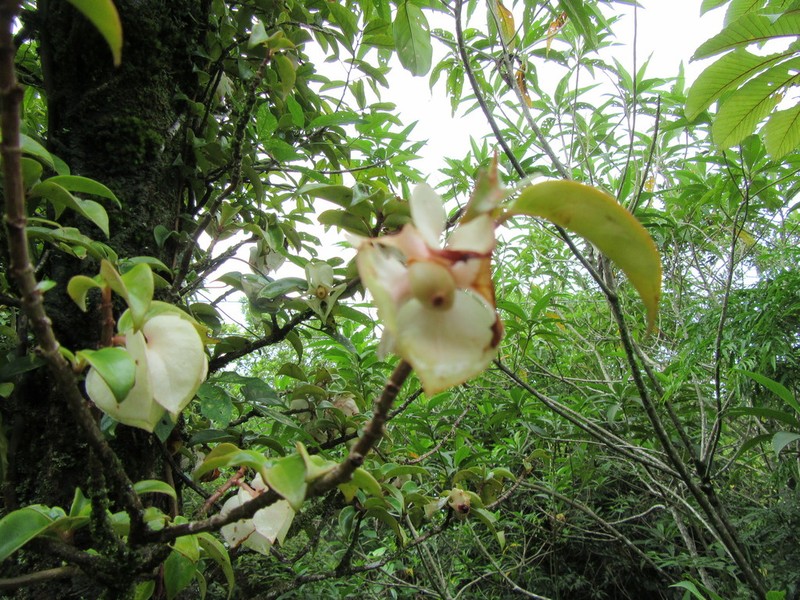 Drymonia mexicana photo 6