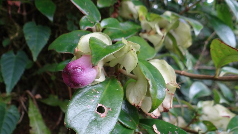 Drymonia mexicana photo 7