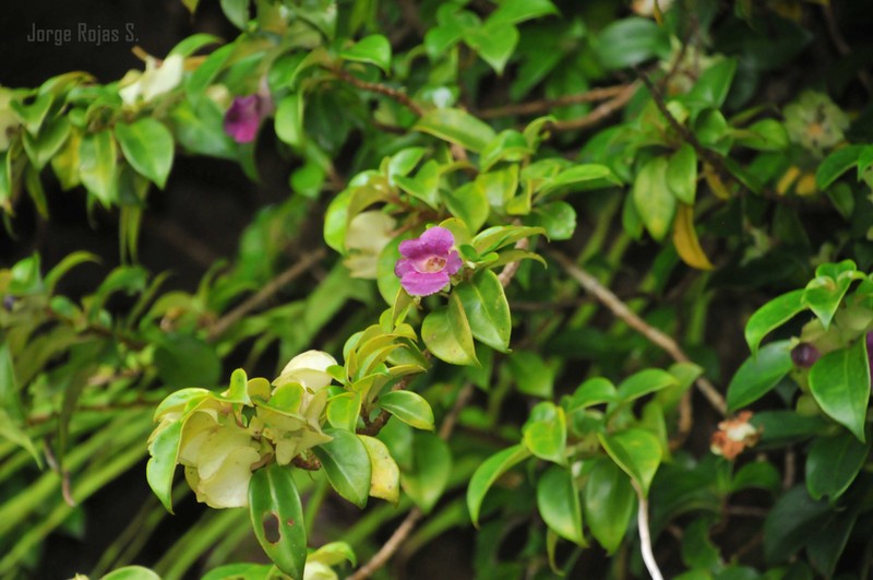 Drymonia mexicana photo 8