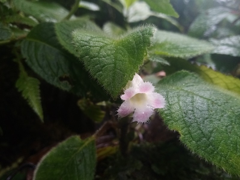 Drymonia ovatifolia