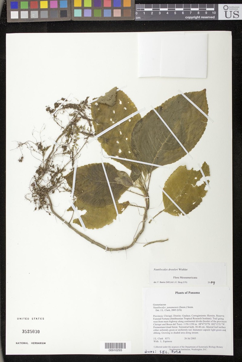 Drymonia ovatifolia photo 2