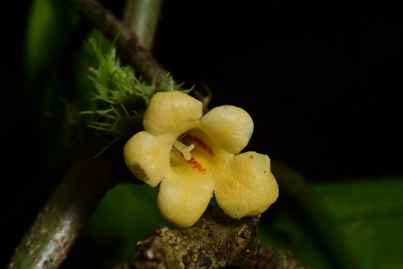 Drymonia peponifera photo 2