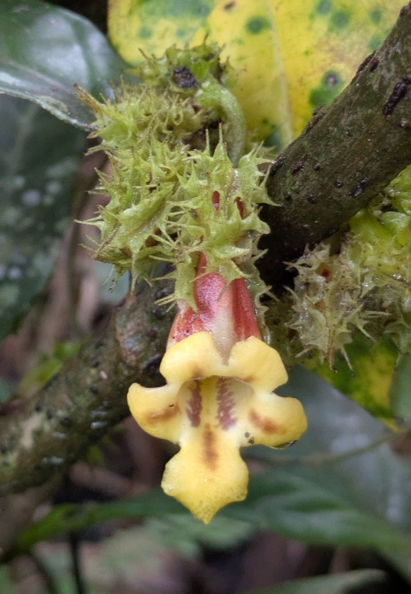 Drymonia peponifera photo 3