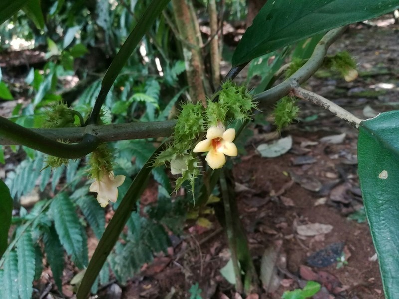Drymonia peponifera photo 4