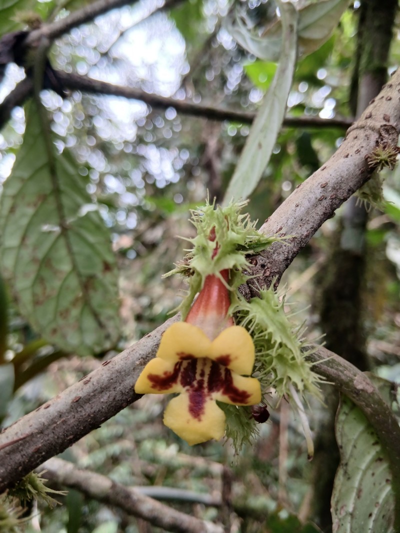 Drymonia peponifera photo 6