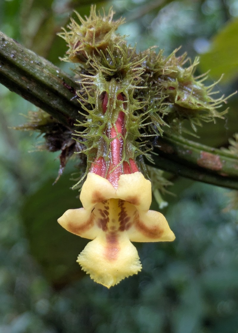 Drymonia peponifera photo 7