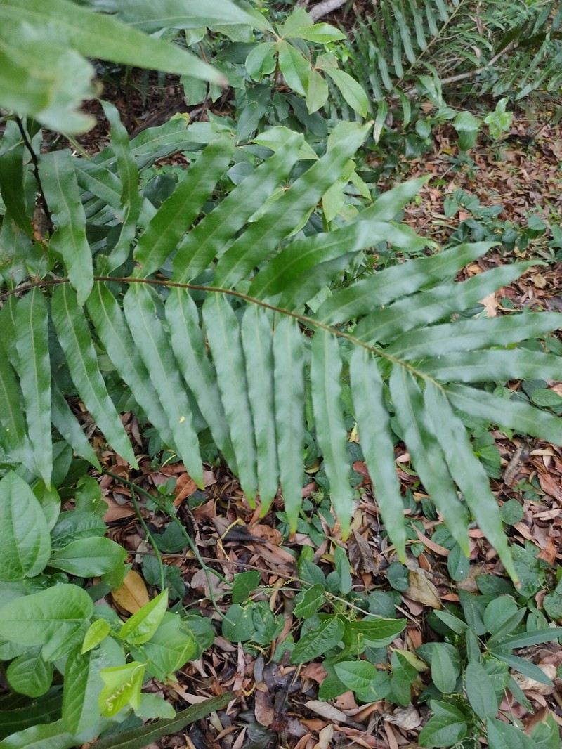 Drynaria × dumicola