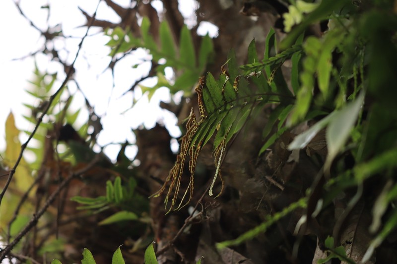 Drynaria aglaomorpha