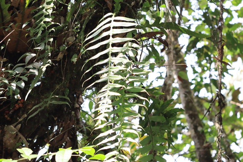Drynaria aglaomorpha photo 3