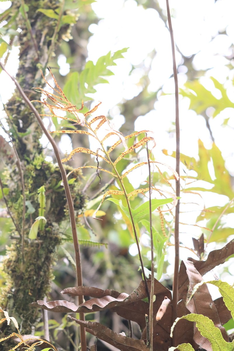 Drynaria aglaomorpha photo 4