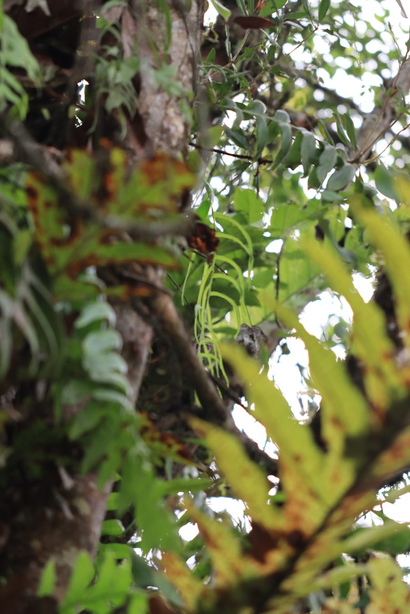 Drynaria aglaomorpha photo 8